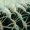 Echinocactus grussonii_9